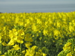 SX18007 Field of yellow Rape (Brassica napus).jpg